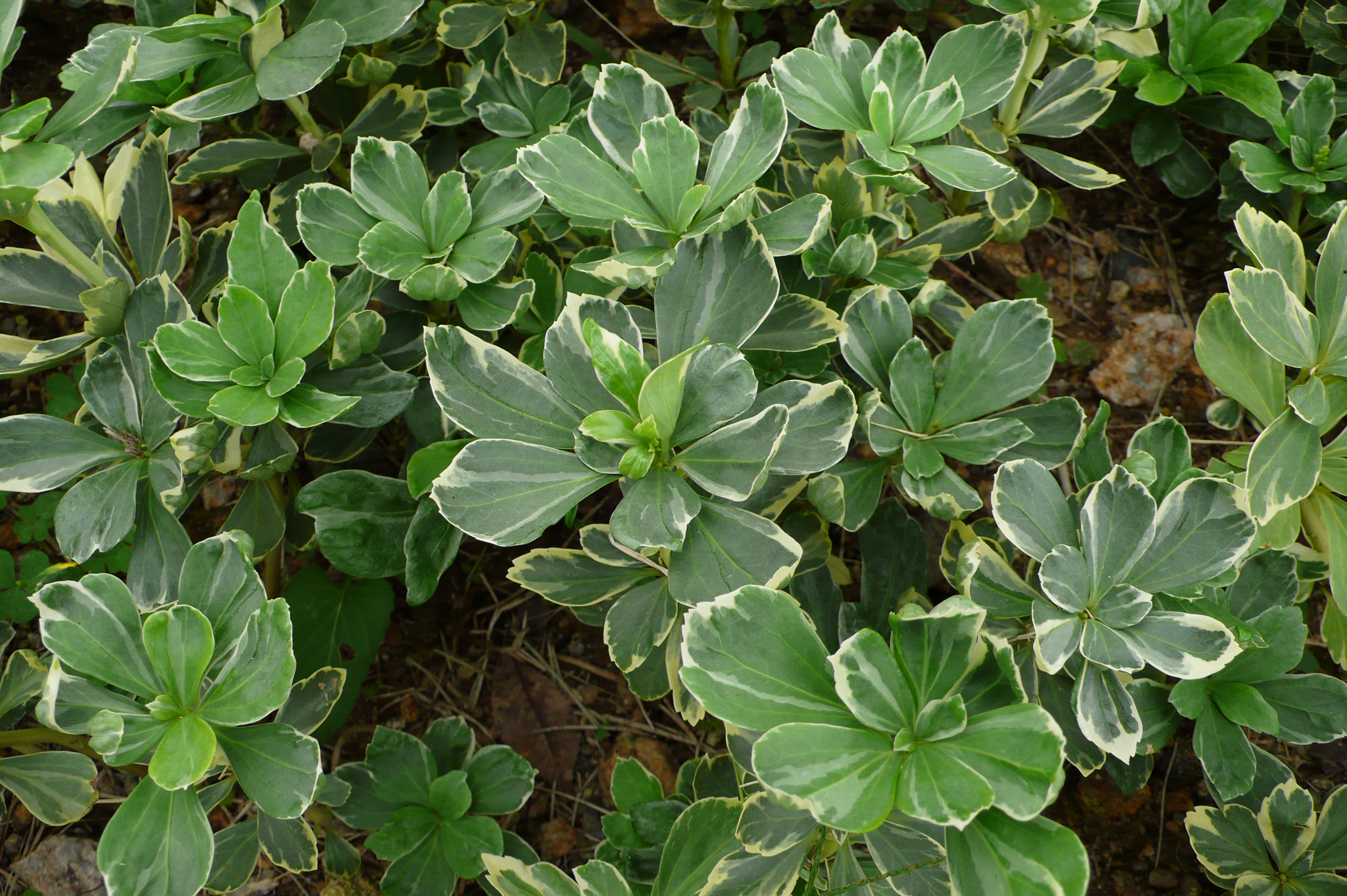 Pachysandra terminalis 'Variegata'